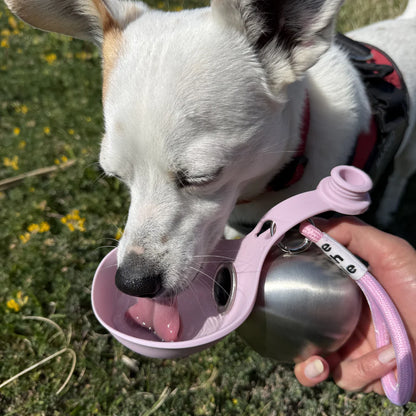 Stainless Steel Dog Water Bottle